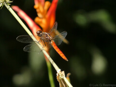 Libellula herculea