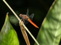 Libellula herculea