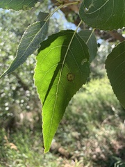 Phyllocoptes didelphis