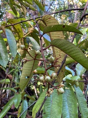 Vismia macrophylla