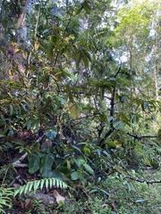 Vismia macrophylla