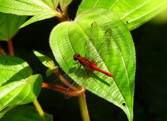 Erythrodiplax castanea