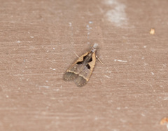 Dichomeris setosella