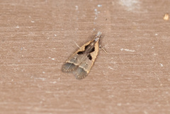 Dichomeris setosella