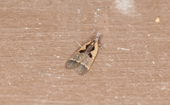 Dichomeris setosella