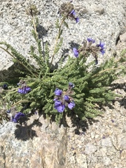 Polemonium eximium