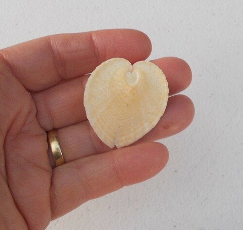 Corculum cardissa observed 2022-08-19