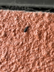 Cantharidae
