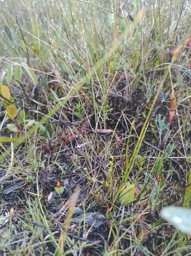 Image of Curly Grass Fern (Schizaea pusilla) by no rights reserved