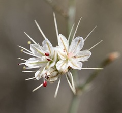 Acanthoscyphus parishii parishii