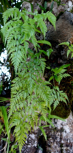 Davallia chaerophylloides, photograph 4