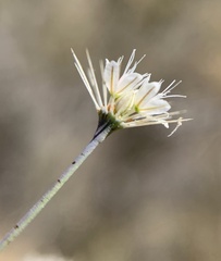 Acanthoscyphus parishii parishii