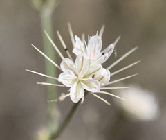 Acanthoscyphus parishii parishii