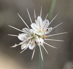 Acanthoscyphus parishii parishii