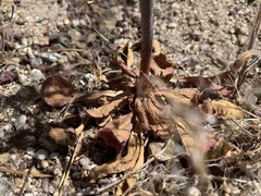 Acanthoscyphus parishii parishii