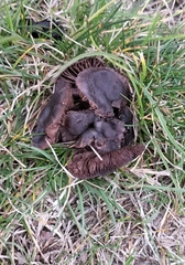 Agaricales