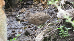 Nothoprocta pentlandii