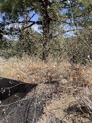 Acanthoscyphus parishii parishii