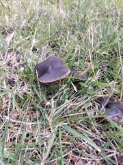 Agaricales
