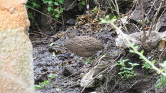 Nothoprocta pentlandii