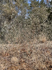 Acanthoscyphus parishii parishii