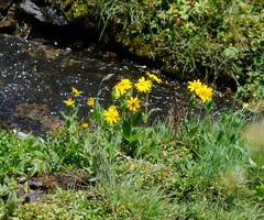 Arnica amplexicaulis
