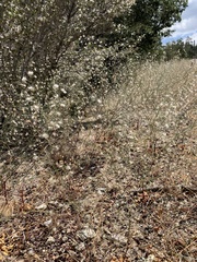 Acanthoscyphus parishii parishii