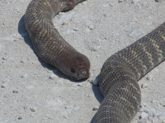 Naja nigricincta