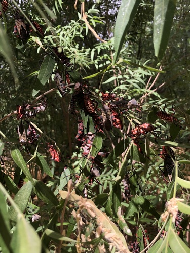 Giant Mesquite Bug photo 3