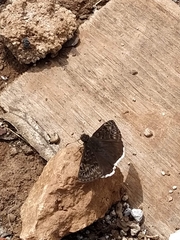 Erynnis tristis tatius