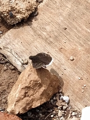 Erynnis tristis tatius
