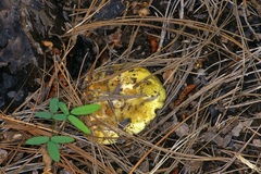 Suillus kaibabensis