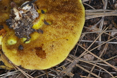 Suillus kaibabensis
