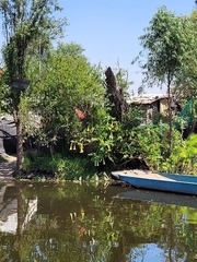 Acleisanthes longiflora