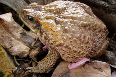 Rhinella marina