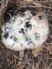 Agaricus sylvaticus occidentalis