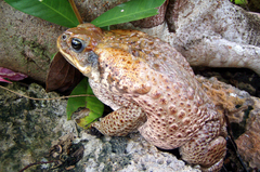 Rhinella marina