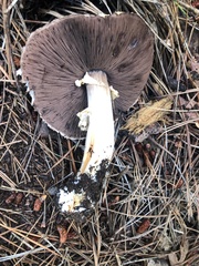 Agaricus sylvaticus occidentalis
