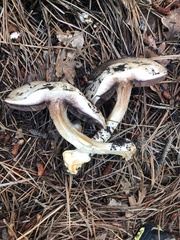 Agaricus sylvaticus occidentalis