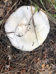 Agaricus sylvaticus occidentalis