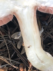 Agaricus sylvaticus occidentalis