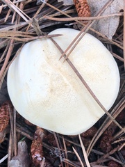 Leucopaxillus paradoxus