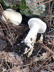 Leucopaxillus paradoxus