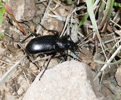 Calosoma peregrinator