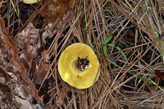 Suillus kaibabensis