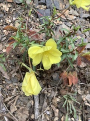 Oenothera argillicola