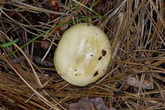 Suillus kaibabensis