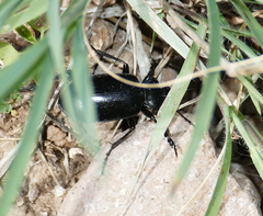 Calosoma peregrinator