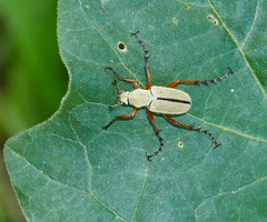Macrodactylus uniformis