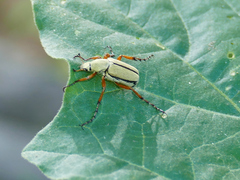 Macrodactylus uniformis